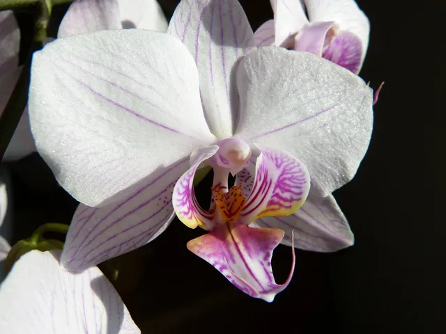 "Abstract Orchid" is a digital photograph digital art by Texas artist Mark Holly | green, blue, pink, purple floral art | Shop original art by Texas artists at artasemotion.com | Boerne, San Antonio art gallery with original paintings, photography, and more