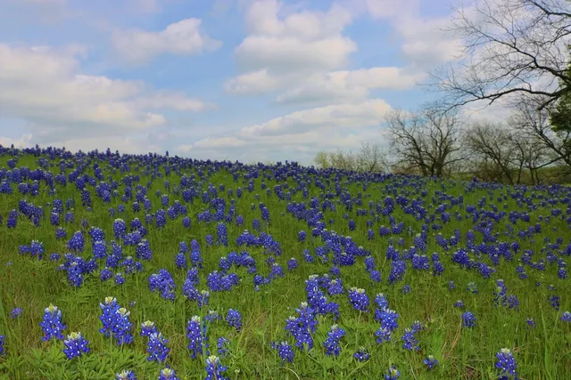 "Bluebonnet Fenceline" by Texas photographer and artist Mark Holly | high-definition digital photography print | Texas landscape | Shop original art by Texas artists at artasemotion.com | Boerne, San Antonio art gallery with original paintings, photography, and more