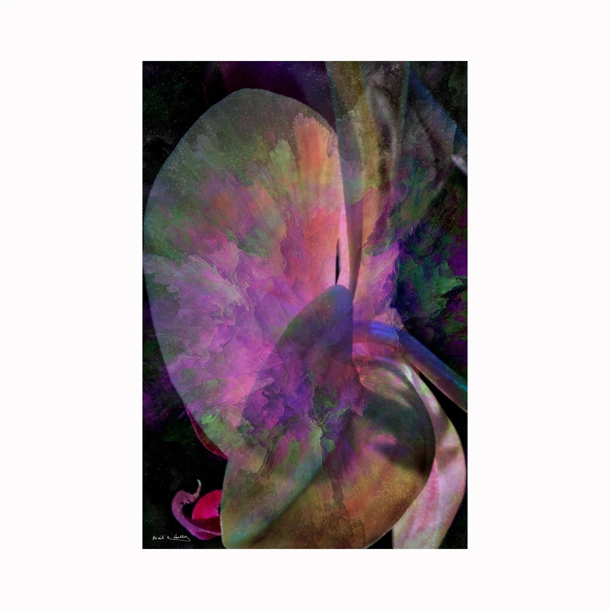 "Abstract Orchid" is a digital photograph digital art by Texas artist Mark Holly | green, blue, pink, purple floral art | Shop original art by Texas artists at artasemotion.com | Boerne, San Antonio art gallery with original paintings, photography, and more